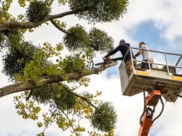 Tree Surgeon