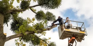 Tree Surgeon